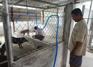 HỖ TRỢ KỸ THUẬT CHO HỘ NUÔI TỈNH CÀ MAU – HEO RỪNG MIỀN TÂY