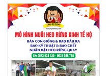 HỖ TRỢ KỸ THUẬT VÀ TẬP HUẤN CHO HỘ NUÔI TỈNH VĨNH LONG – HEO RỪNG MIỀN TÂY
