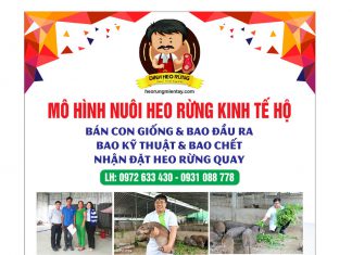 XUẤT HEO CHO HỘ NUÔI TỈNH ĐỒNG THÁP – HEO RỪNG MIỀN TÂY