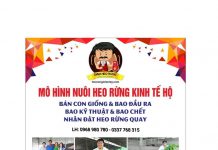 HỘ TRỢ KỸ THUẬT CHO HỘ NUÔI ANH NHỰT CHỊ THÚY Ở LONG HỒ TỈNH VĨNH LONG – HEO RỪNG MIỀN TÂY