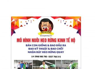 XUẤT HEO CHO HỘ NUÔI ANH TRUNG Ở CAO LÃNH TỈNH ĐỒNG THÁP – HEO RỪNG MIỀN TÂY