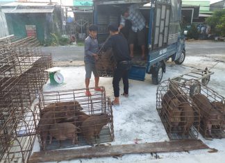 SOẠN GIỐNG GIAO HỘ NUÔI MỚI TỈNH HẬU GIANG – HEO RỪNG MIỀN TÂY