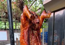 HEO RỪNG QUAY THẢO MỘC – HEO RỪNG MIỀN TÂY