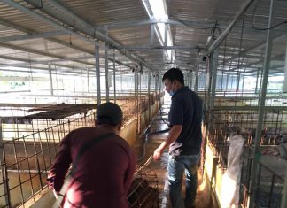 XUẤT HEO HỘ NUÔI Ở TỈNH ĐỒNG THÁP – HEO RỪNG MIỀN TÂY