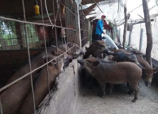 XUẤT HEO HỘ NUÔI Ở THOẠI SƠN TỈNH AN GIANG – HEO RỪNG MIỀN TÂY