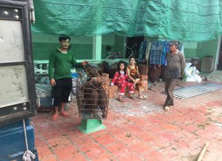 XUẤT HEO HỘ NUÔI Ở LAI VUNG TỈNH ĐỒNG THÁP – HEO RỪNG MIỀN TÂY