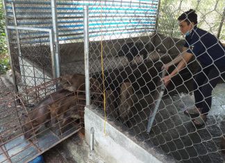 XUẤT HEO HỘ NUÔI Ở SA ĐÉC TỈNH ĐỒNG THÁP – HEO RỪNG MIỀN TÂY