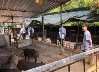 KHÁCH THAM QUAN CÔNG TY – HEO RỪNG MIỀN TÂY