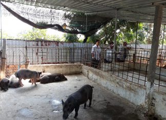 KHÁCH ĐẾN CÔNG TY THAM QUAN – HEO RỪNG MIỀN TÂY