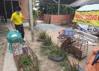 GIAO GIỐNG CHO HỘ NUÔI Ở CHỢ GẠO TỈNH TIỀN GIANG – HEO RỪNG MIỀN TÂY