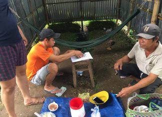 GIAO GIỐNG CHO HỘ NUÔI Ở LẤP VÒ TỈNH ĐỒNG THÁP – HEO RỪNG MIỀN TÂY