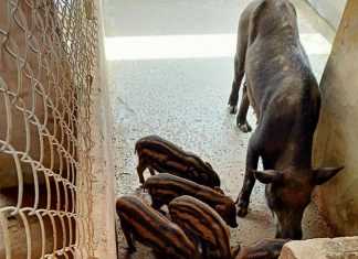 HỖ TRỢ KỸ THUẬT CHO HỘ NUÔI TỈNH KIÊN GIANG – HEO RỪNG MIỀN TÂY