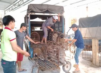 NHẬP HEO CHO HỘ NUÔI TRONG DỰ ÁN LIÊN KẾT CHĂN NUÔI – HEO RỪNG MIỀN TÂY