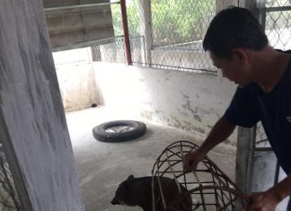 HỖ TRỢ TÁI ĐÀN CHO HỘ NUÔI CHÚ SƠN TỈNH CÀ MAU – HEO RỪNG MIỀN TÂY