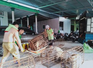 GIAO ĐƠN SỈ CHO KHÁCH BIÊN GIỚI – HEO RỪNG MIỀN TÂY