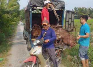 XUẤT HEO CHO HỘ NUÔI TỈNH LONG AN – HEO RỪNG MIỀN TÂY