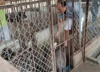 XUẤT HEO CHO HỘ NUÔI TỈNH KIÊN GIANG – HEO RỪNG MIỀN TÂY