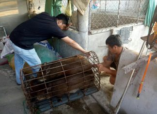 XUẤT HEO CHO HỘ NUÔI TỈNH TIỀN GIANG – HEO RỪNG MIỀN TÂY