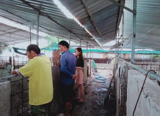 KHÁCH CẦN THƠ ĐẾN THAM QUAN CÔNG TY – HEO RỪNG MIỀN TÂY