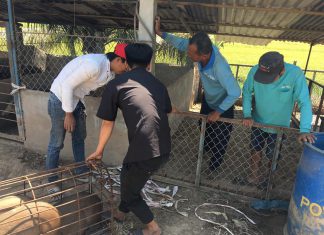 XUẤT HEO CHO HỘ NUÔI TỈNH BẾN TRE – HEO RỪNG MIỀN TÂY