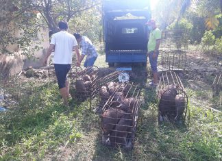 XUẤT HEO HỘ NUÔI TỈNH KIÊN GIANG – HEO RỪNG MIỀN TÂY