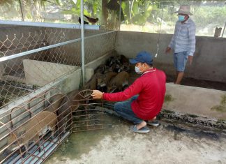 XUẤT HEO CHO HỘ NUÔI Ở LAI VUNG ĐỒNG THÁP – HEO RỪNG MIỀN TÂY