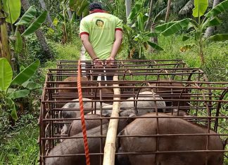 XUẤT HEO CHO HỘ NUÔI DỰ ÁN AMD TỈNH BẾN TRE – HEO RỪNG MIỀN TÂY