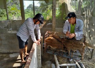 GIAO GIỐNG CHO HỘ NUÔI Ở THOẠI SƠN AN GIANG – HEO RỪNG MIỀN TÂY