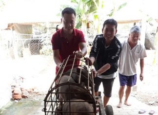 XUẤT HEO CHO HỘ NUÔI TỈNH BẾN TRE – HEO RỪNG MIỀN TÂY