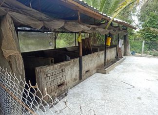 KHẢO SÁT HƯỚNG DẪN XÂY CHUỒNG 2 HỘ NUÔI MỚI TỈNH KIÊN GIANG – HEO RỪNG MIỀN TÂY