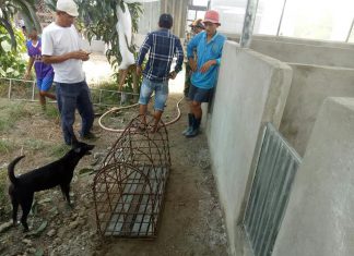 GIAO GIỐNG HỘ NUÔI MỚI TỈNH ĐỒNG THÁP – HEO RỪNG MIỀN TÂY