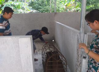 HỘ TRỢ HEO GIỐNG CHO HỘ NUÔI BỊ DỊCH TẢ TỈNH VĨNH LONG – HEO RỪNG MIỀN TÂY