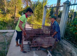 XUẤT HEO CHO HỘ NUÔI TỈNH AN GIANG VÀ TIỀN GIANG – HEO RỪNG MIỀN TÂY