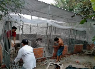 GIAO GIỐNG HỘ NUÔI MỚI Ở CAO LÃNH TỈNH ĐỒNG THÁP – HEO RỪNG MIỀN TÂY