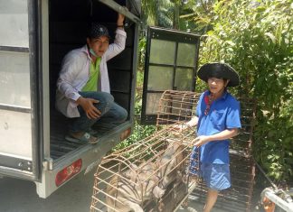 XUẤT HEO CHO HỘ NUÔI TỈNH BẾN TRE – HEO RỪNG MIỀN TÂY