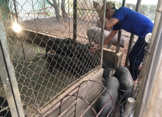 XUẤT HEO HỘ NUÔI Ở THỚI LAI CẦN THƠ – HEO RỪNG MIỀN TÂY