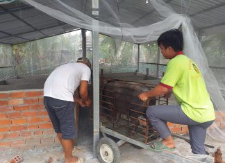 GIAO GIỐNG HỘ NUÔI MỚI TỈNH VĨNH LONG – HEO RỪNG MIỀN TÂY