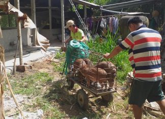 GIAO GIỐNG HỘ NUÔI MỚI – HEO RỪNG MIỀN TÂY