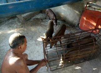 GIAO GIỐNG HỘ NUÔI MỚI – HEO RỪNG MIỀN TÂY