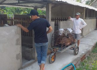 GIAO GIỐNG HỘ NUÔI MỚI – HEO RỪNG MIỀN TÂY