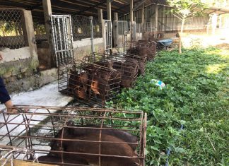 XUẤT HEO CHO HỘ NUÔI TỈNH SÓC TRĂNG – HEO RỪNG MIỀN TÂY