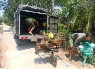 GIAO GIỐNG HỘ NUÔI MỚI. TỈNH BẾN TRE – HEO RỪNG MIỀN TÂY