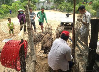 XUẤT HEO HỘ NUÔI Ở LONG XUYÊN TỈNH AN GIANG – HEO RỪNG MIỀN TÂY