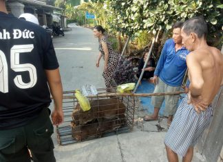 GIAO GIỐNG HỘ NUÔI MỚI TỈNH HẬU GIANG – HEO RỪNG MIỀN TÂY