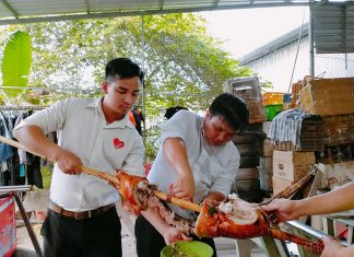 HEO RỪNG QUAY THẢO MỘC – HEO RỪNG MIỀN TÂY