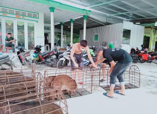 HÀNG VỀ CHUẨN BỊ CHO ĐƠN SỈ & LẺ NGÀY MAI – HEO RỪNG MIỀN TÂY