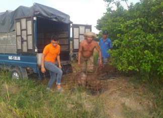 GIAO GIỐNG HỘ NUÔI MỚI TỈNH AN GIANG – HEO RỪNG MIỀN TÂY