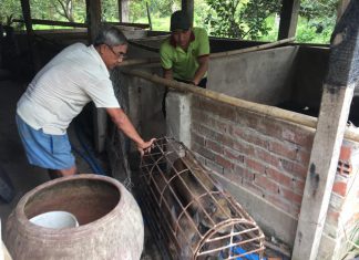 XUẤT HEO CHO HỘ NUÔI TỈNH BẾN TRE DỰ ÁN AMD – HEO RỪNG MIỀN TÂY