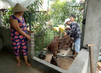 GIAO GIỐNG HỘ NUÔI MỚI TỈNH ĐỒNG THÁP – HEO RỪNG MIỀN TÂY