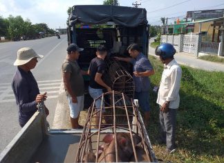 GIAO GIỐNG HỘ NUÔI MỚI TỈNH TIỀN GIANG – HEO RỪNG MIỀN TÂY